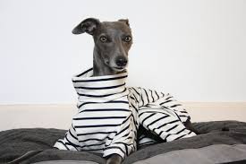 Krämfärgad Randig Onesie för Italiensk Greyhound